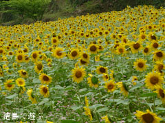 花々の里よこせ 向日葵 2012