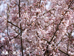 ���ɤΥ��ɥҥ���� 2013