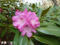 岳人の森 シャクナゲ 2011