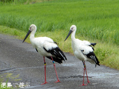 徳島県鳴門市大麻町 コウノトリ 電柱 巣 2015年7月16日