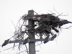 徳島県鳴門市大麻町 コウノトリ 電柱 巣 2015年9月24日