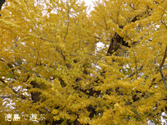 ���ݿ��ҤΥ����祦 2013