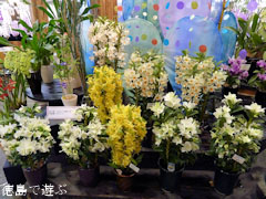 �Ƥ������Τ�����Ÿ