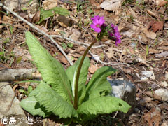 岳人の森 クリンソウ 2011