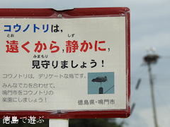 徳島県鳴門市大麻町 コウノトリ 電柱 巣 2015年9月7日