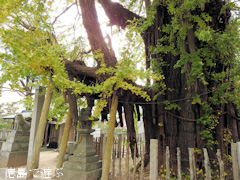 徳島県名西郡石井町 天神のイチョウ 2015