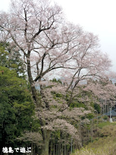 天日神社のエドヒガン桜