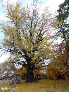 �绳�� �����祦 ���� 2013