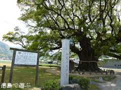 加茂の大クス 2011