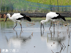 徳島県鳴門市大麻町 コウノトリ 電柱 巣 2015年9月24日