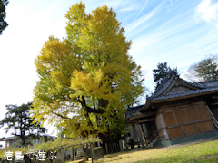 徳島県名西郡石井町 天神のイチョウ 2016