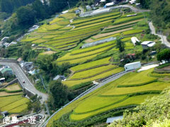 田野々の棚田 2011年9月