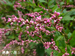 ���β� ���󥸥� 2012