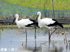 徳島県鳴門市大麻町 コウノトリ 電柱 巣 2015年9月24日