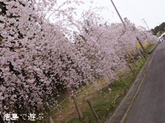 ����Į������ ������� 2013