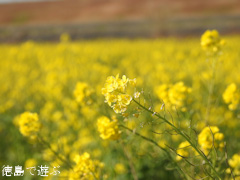 ���縩 �������载�� ���������ɱ褤 �ڤβ� 2016