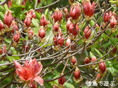 �����ĤĤ����� �����Υ���ĥĥ����� � 2010