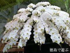 ����ߤĴ� ����Υ����祦���