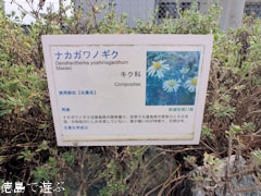 ナカガワノギク 2011