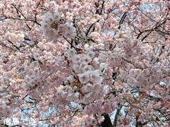 徳島県徳島市かちどき橋 原田家住宅 蜂須賀桜 2015