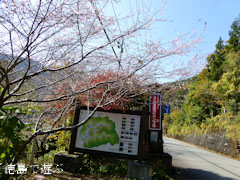 上勝町 十月桜 2012年11月