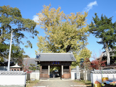 徳島県板野郡板野町羅漢 地蔵寺のイチョウ 2016