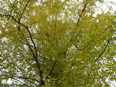 長福寺 大月のイチョウ 2011