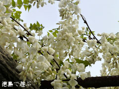 あま塚 白色の大フジ 2012