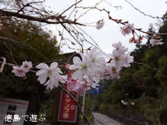 上勝町 十月桜 2013年11月