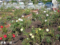 バラ園 藍翠苑 秋のバラ祭り 2011