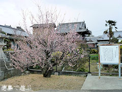 千光寺 臥竜梅 2012