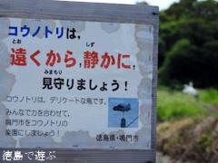 徳島県鳴門市大麻町 コウノトリ 電柱 巣 2015年8月18日