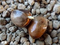長福寺 大月のイチョウ 銀杏 発芽