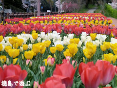 デ・レイケ公園 チューリップ