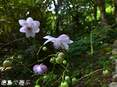 �ٿͤο� ϡ�ھ��� ��󥲥��祦�� 2012