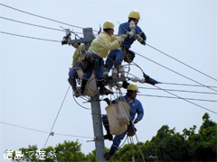 徳島県鳴門市大麻町 コウノトリ 巣 周辺 電柱 2015
