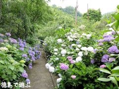 美粧園 紫陽花 あじさい
