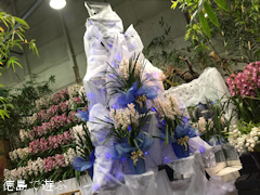 徳島県美馬市脇町 河野メリクロン 第16回 全国シンビジウム逸品展