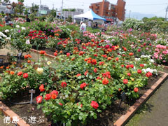 藍住 春のバラ祭り 2012