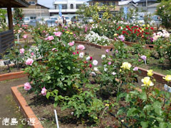 藍住 春のバラ祭り 2012