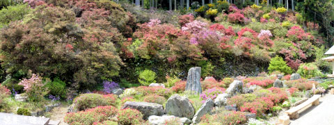 上分花の隠里 ツツジ 2010