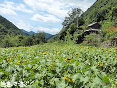 花々の里 よこせ 向日葵 ひまわり