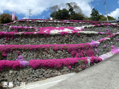高開の石積み 芝桜 2011