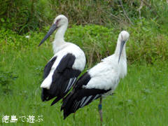 徳島県鳴門市大麻町 コウノトリ こうのとり 鸛 2015年6月27日