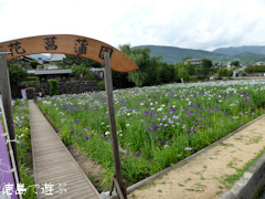徳島県美馬市美馬町 寺町公園 花菖蒲園 2014
