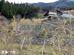 神山町上分 ロウバイ園 2012