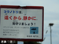 徳島県鳴門市大麻町 コウノトリ 電柱 巣 2015年8月25日