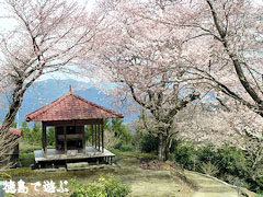 桜堂 ひょうたん桜