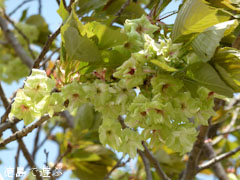 ギョイコウ桜 御衣黄桜 2011