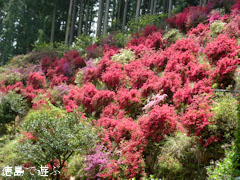 上分花の隠里 ツツジ 2011